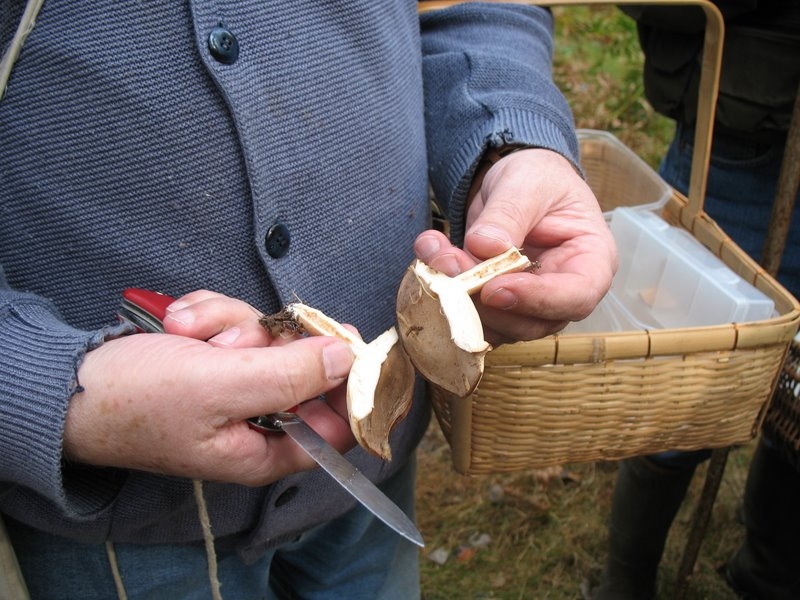 Lactarius trivialis1